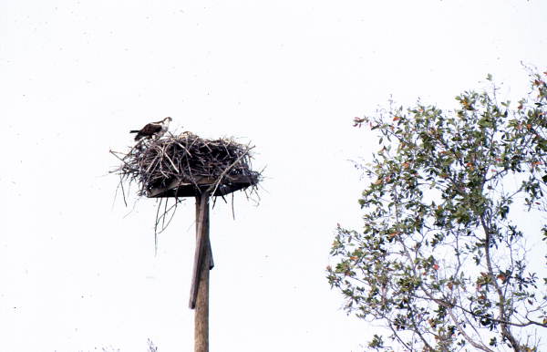 Osprey (Pandion haliaetus) at its nest - Sanibel, Florida