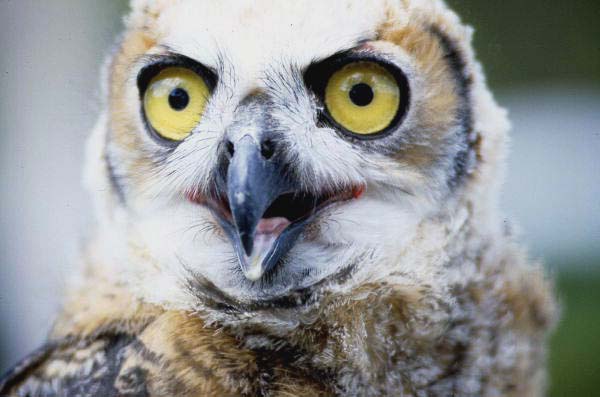 Close-up view of immature Great horned owl (Bubo virginianus) - Cocoa, Florida