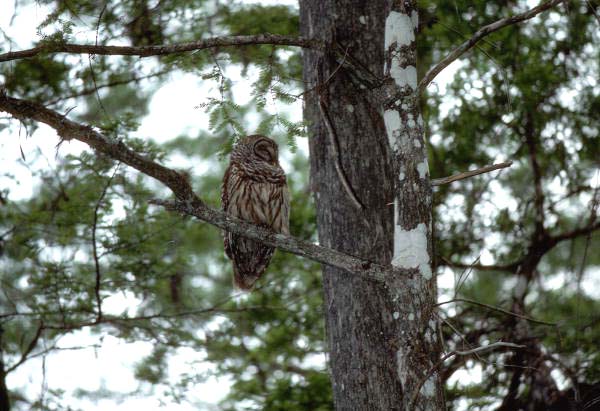 Barred owl in Apalachicola National Forest - Wakulla County, Florida