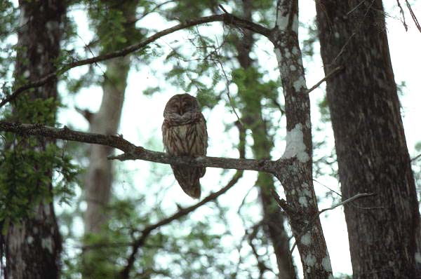 Barred owl in Apalachicola National Forest - Wakulla County, Florida