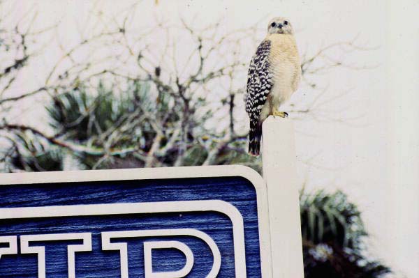 Red-shouldered hawk (Buteo lineatus) - Sanibel, Florida
