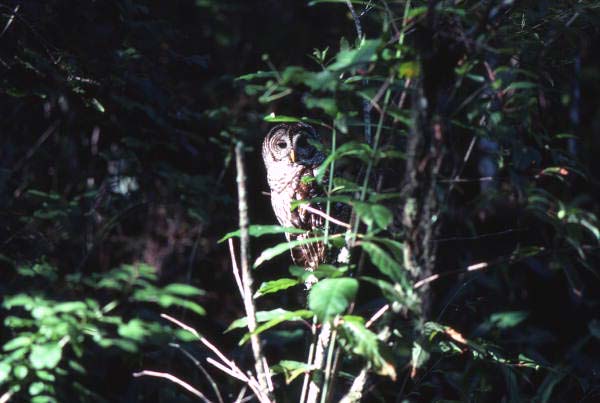 Barred owl