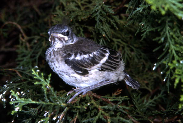 Immature Mocking Bird..