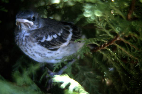 Young Mocking-bird (Mimus polyglottos) - Cape Canaveral, Florida.