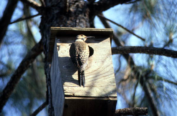Yellow shafted flicker woodpecker (Colaptes auratus) in box..