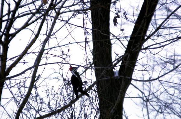 Pileated woodpecker (Dryocopus pileatus) in tree - Ithaca, New York.