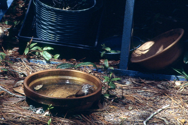 House wren (Troglodytes aedon) in the photographer's yard - Wakulla County, Florida