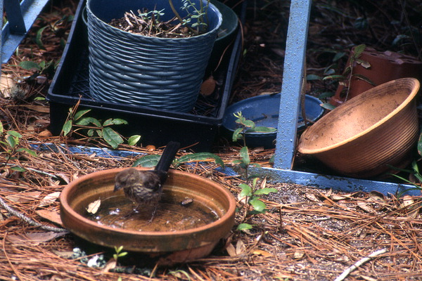Immature Rufus-sided towhee (Pipilo erythrophthalmus) in the photographer's yard - Wakulla County, Florida