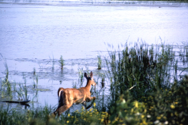 Deer at Saint Marks - Wakulla County, Florida
