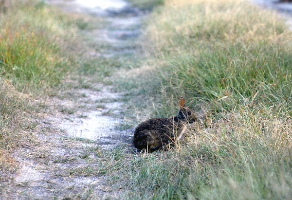 Marsh rabbit at Saint Marks - Wakulla County, Florida