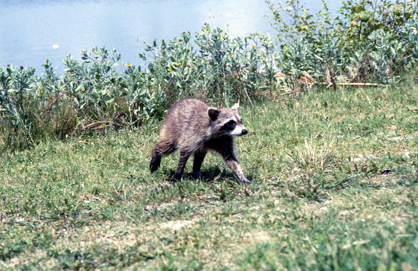 Raccoon - Alachua County, Florida