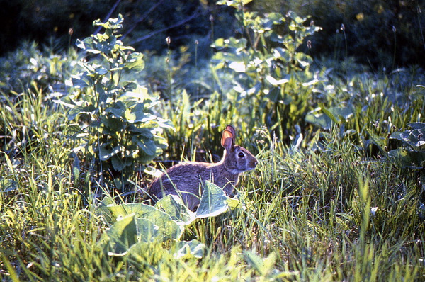 Rabbit at Saint Marks - Wakulla County, Florida
