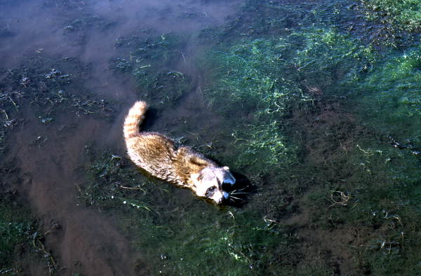 Raccoon - Marion County, Florida