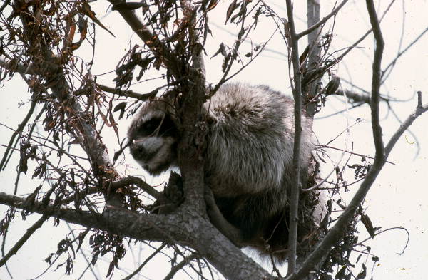 Raccoon in a tree