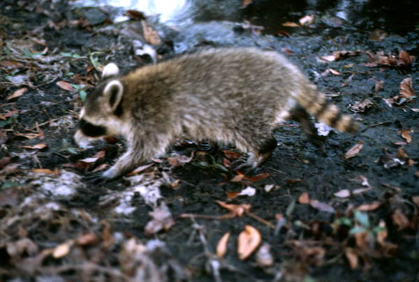 Raccoon - Alachua County, Florida