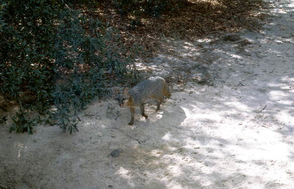 Grey fox (Urocyon cinereoargenteus) at the Tallahassee Jr. Museum.