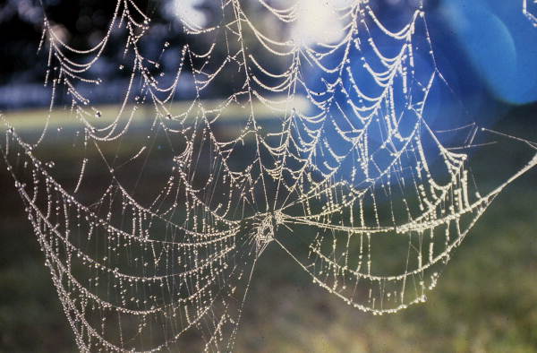 Spider web.