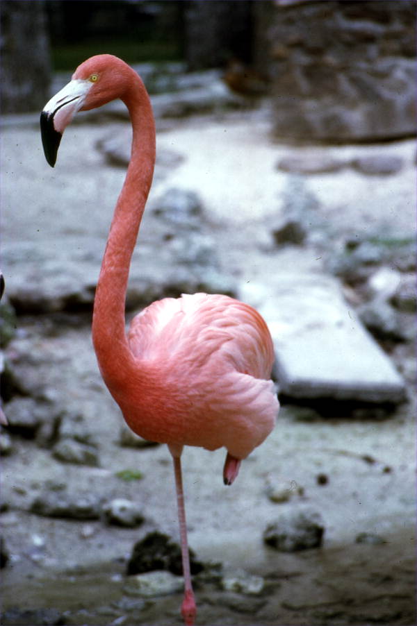 Flamingo (Phoenicopteridae) in Homosassa.