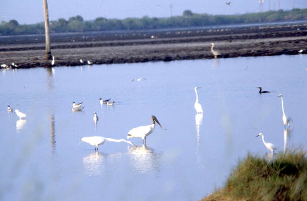 Marsh birds..