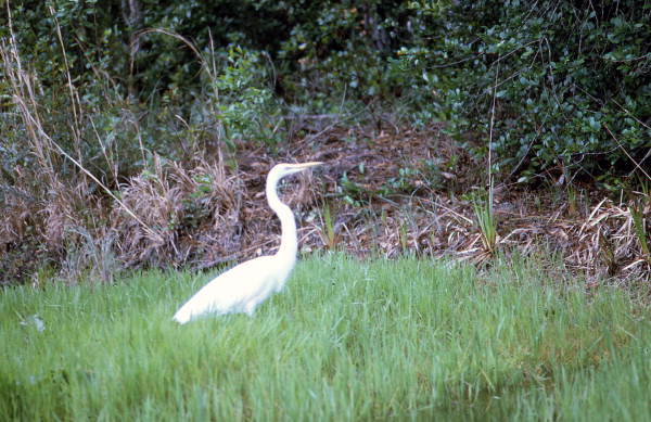 Great egret at the Saint Marks National Wildlife Refuge - Wakulla County, Florida