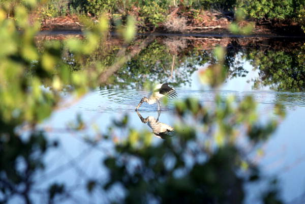 Wood stork (Mycteria americana) in the water - Merritt Island, Florida