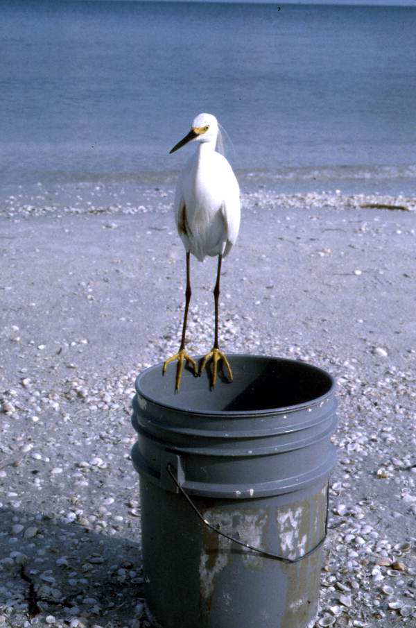 Snowy egret standing on the edge of a bucket at the beach - Sanibel, Florida