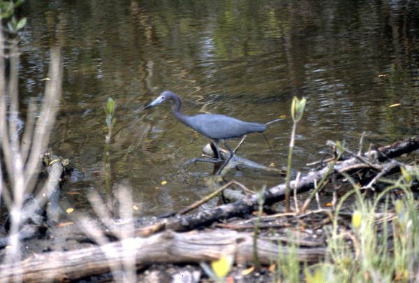 Little blue heron (Egretta caerulea) in the water - Saint Marks, Florida
