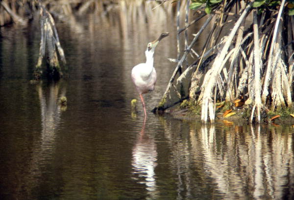 Spoonbill (Platalea ajaja) in Wakulla