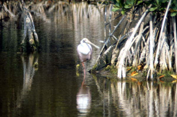 Spoonbill (Platalea ajaja) in Wakulla