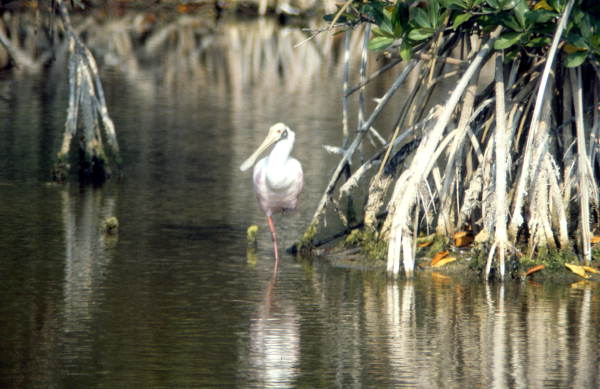 Spoonbill (Platalea ajaja) standing in the water - Wakulla, Florida
