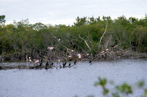 Looking towards spoonbills (Platalea ajaja) in tree branches - Sanibel, Florida