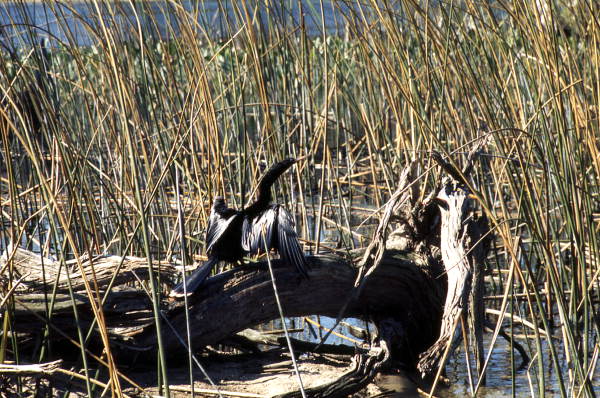 American snakebird (Anhinga anhinga) with wings spread to dry in the sun - Wakulla Springs, Florida