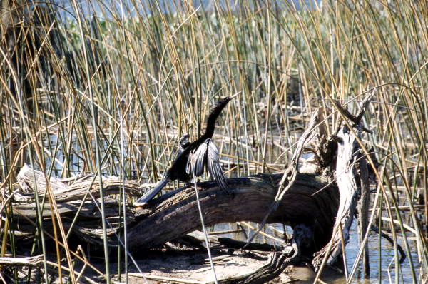 American snakebird (Anhinga anhinga) with wings spread to dry in the sun - Wakulla Springs, Florida