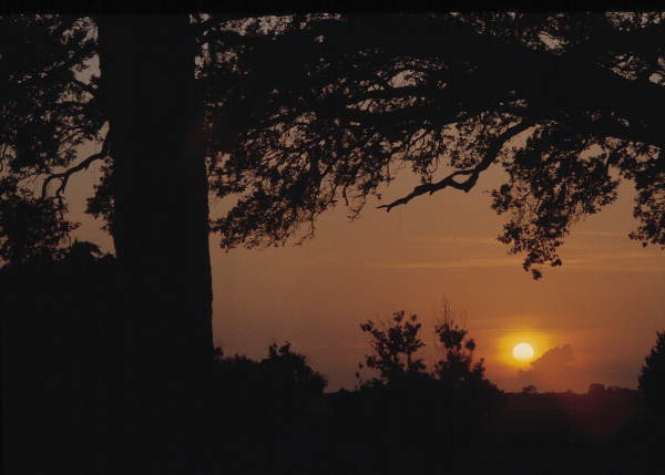 Sunrise viewed at the Corkscrew Swamp Sanctuary - Collier County, Florida