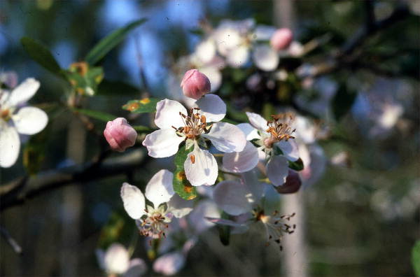 Crabapple.