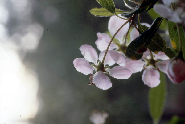 Crab apple from back.
