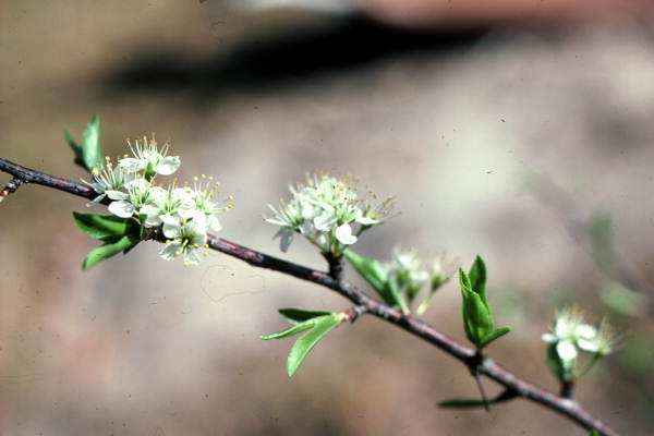 Close-up view of blooming flowers on a plum branch