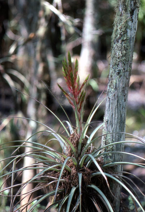 View of a Bromeliad - Broward County, Florida
