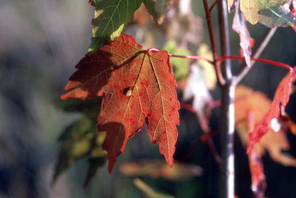 Close-up view of a Red Maple leaf - Leon County, Florida