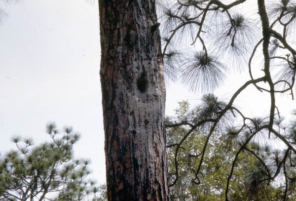 Red-cockaded woodpecker nest - Leon County, Florida