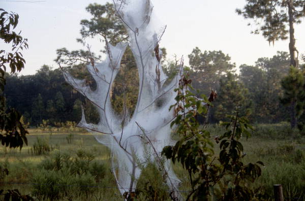 Web worms in Woodville - Leon County, Florida