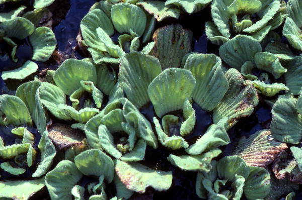 Water lettuce in the Corkscrew Swamp - Collier County, Florida