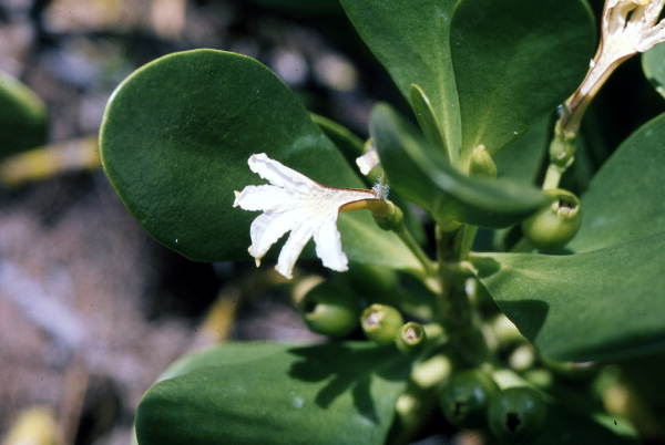 Scaevola plumieri flower growing on Sanibel Isle - Lee County, Florida.