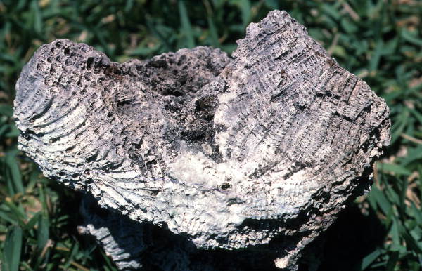 Oolite.