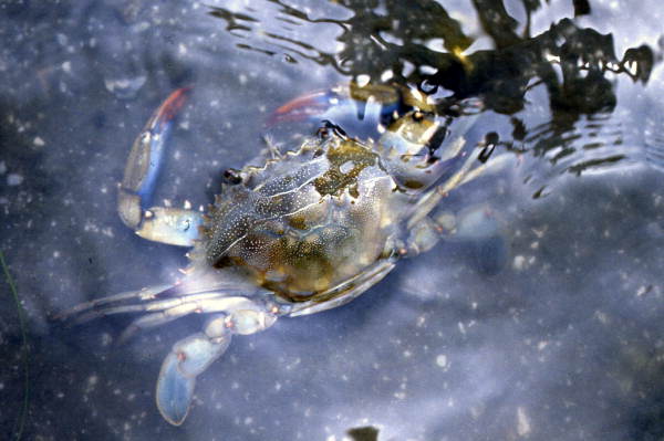 Close-up view of a Blue crab in Volusia County