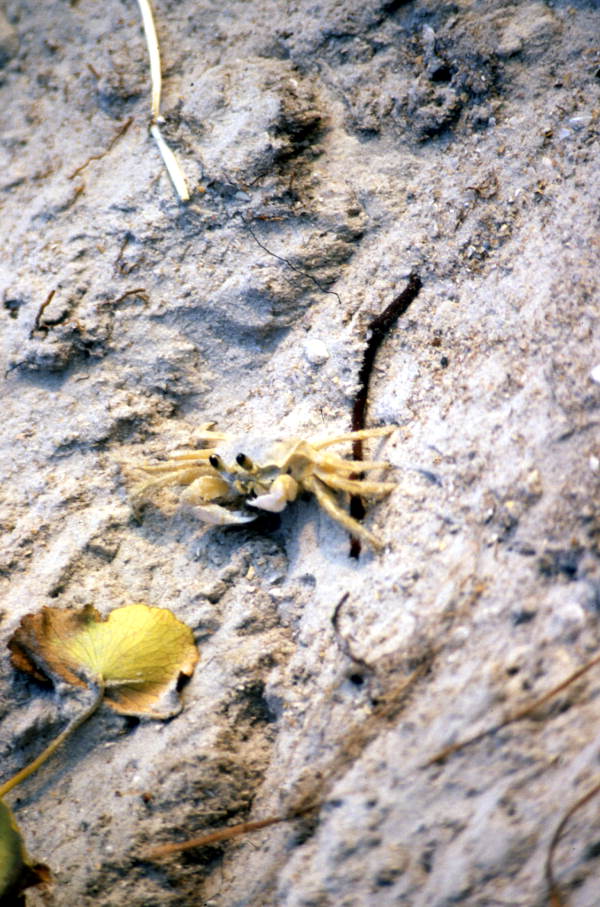 Ghost crab.