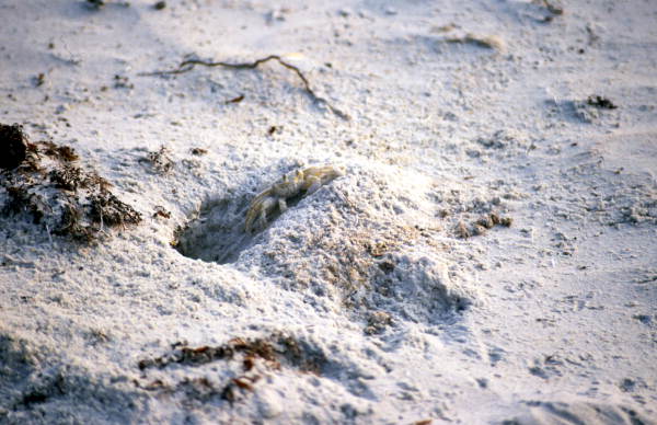Ghost crab.