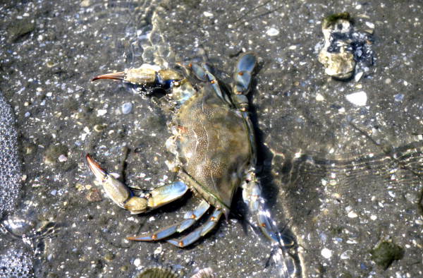 Close-up view of a Blue crab in Volusia County