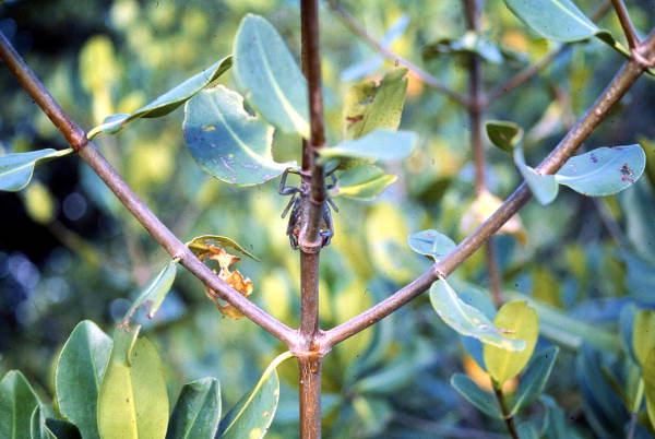 Mangrove crab.