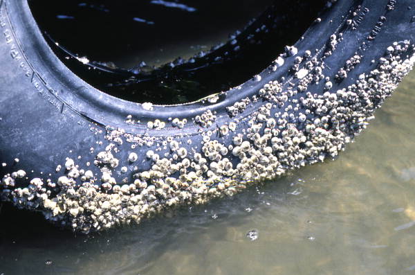 View of barnacles attached to an old tire - Sanibel, Florida